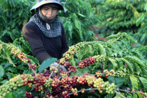Đặc điểm của cà phê Buôn Ma Thuột.
