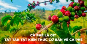 Cà phê là gì? tất tần tật về cà phê