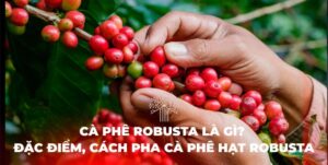 hạt cà phê robusta cà phê robusta là gì