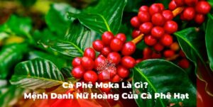 cafe moka là gì moka là gì hạt moka cà phê moka là gì